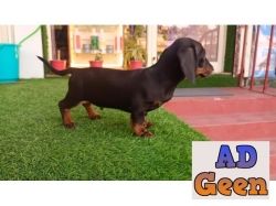 used Daschund puppies available for sale for sale 